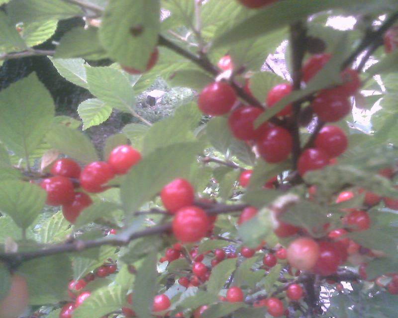 IMG0252A.jpg