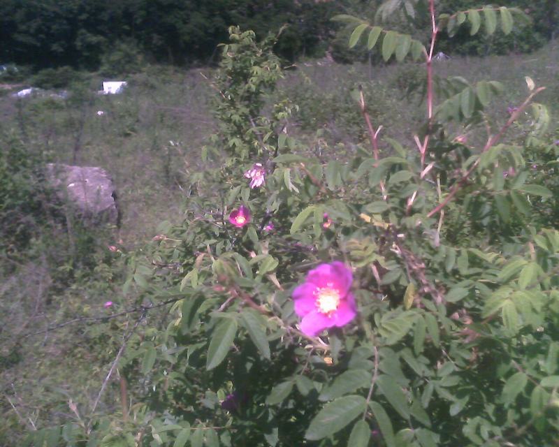 IMG0241A.jpg