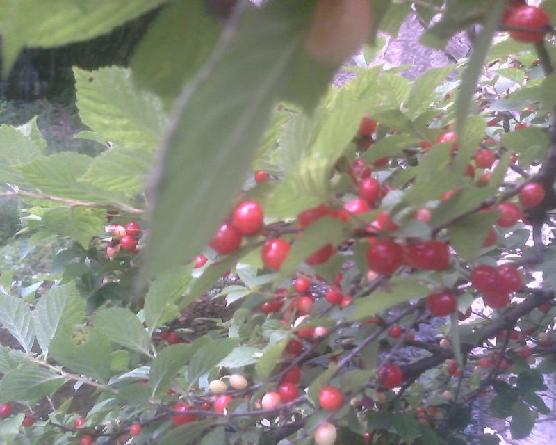IMG0253A.jpg