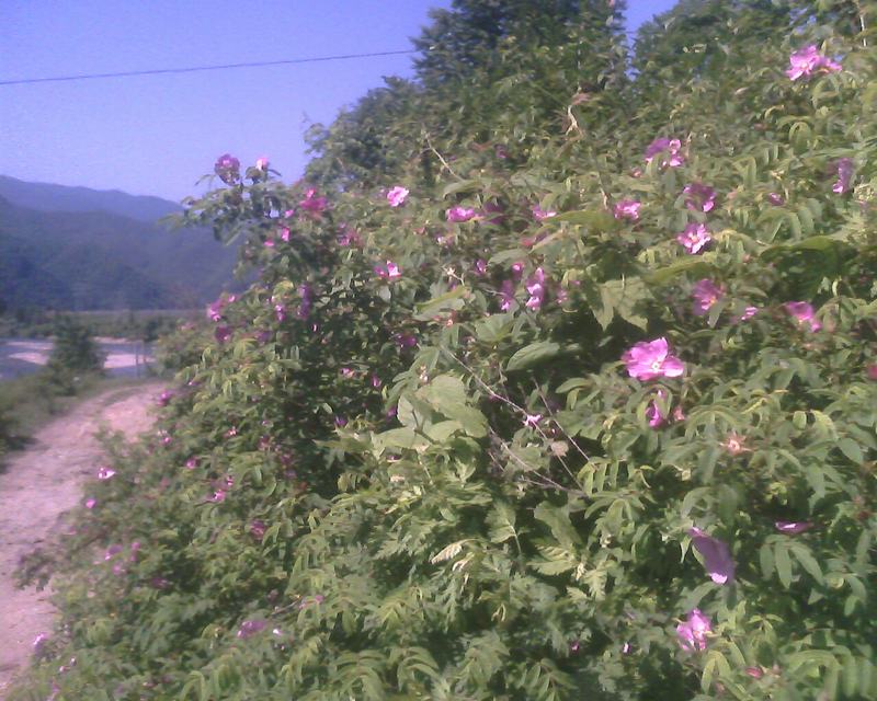 IMG0243A.jpg