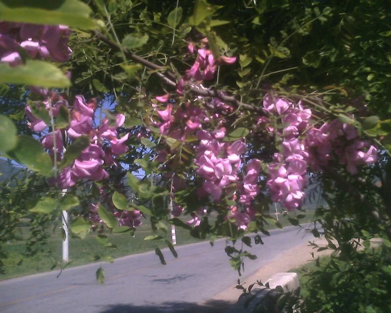 IMG0236A.jpg