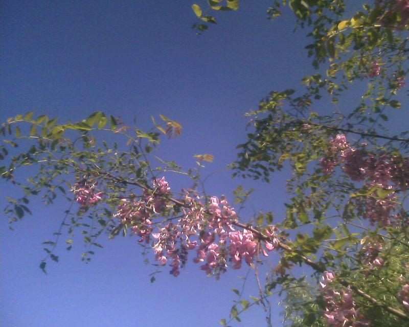 IMG0237A.jpg
