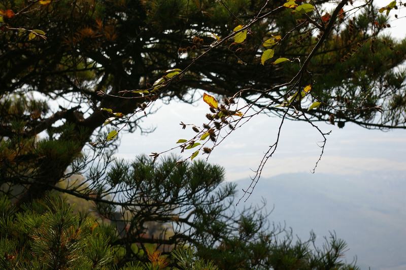 IMGP0366.JPG