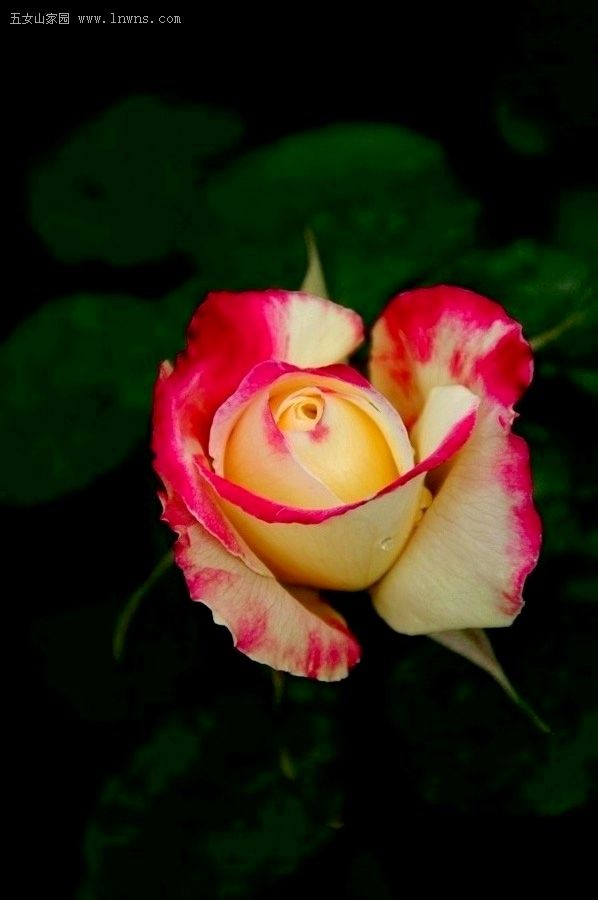 DSC_0180.JPG