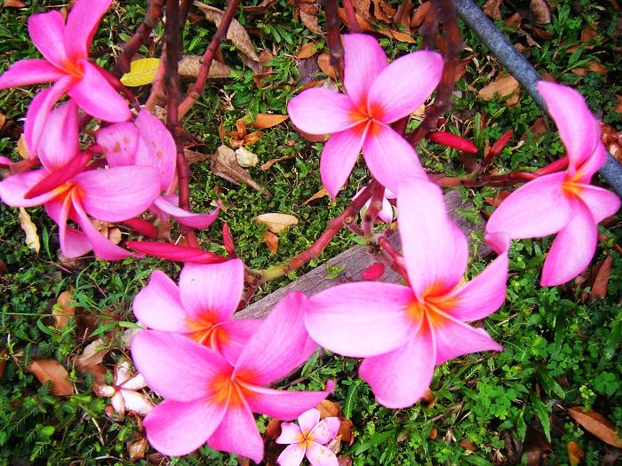 DSCF7575.jpg