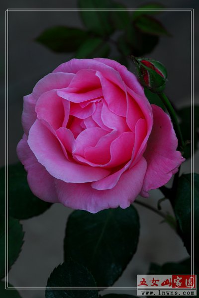 DSC_0225.jpg