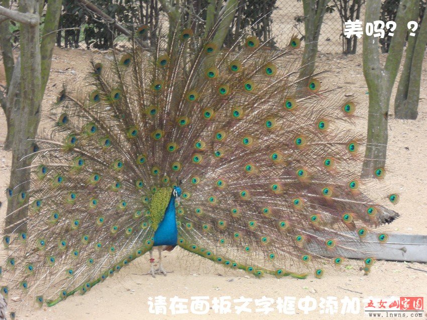չʾԼ