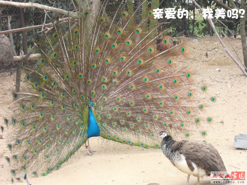 һչʾ