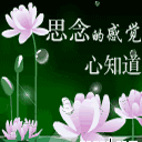 0012.gif