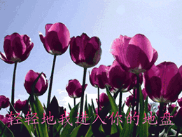0015.gif