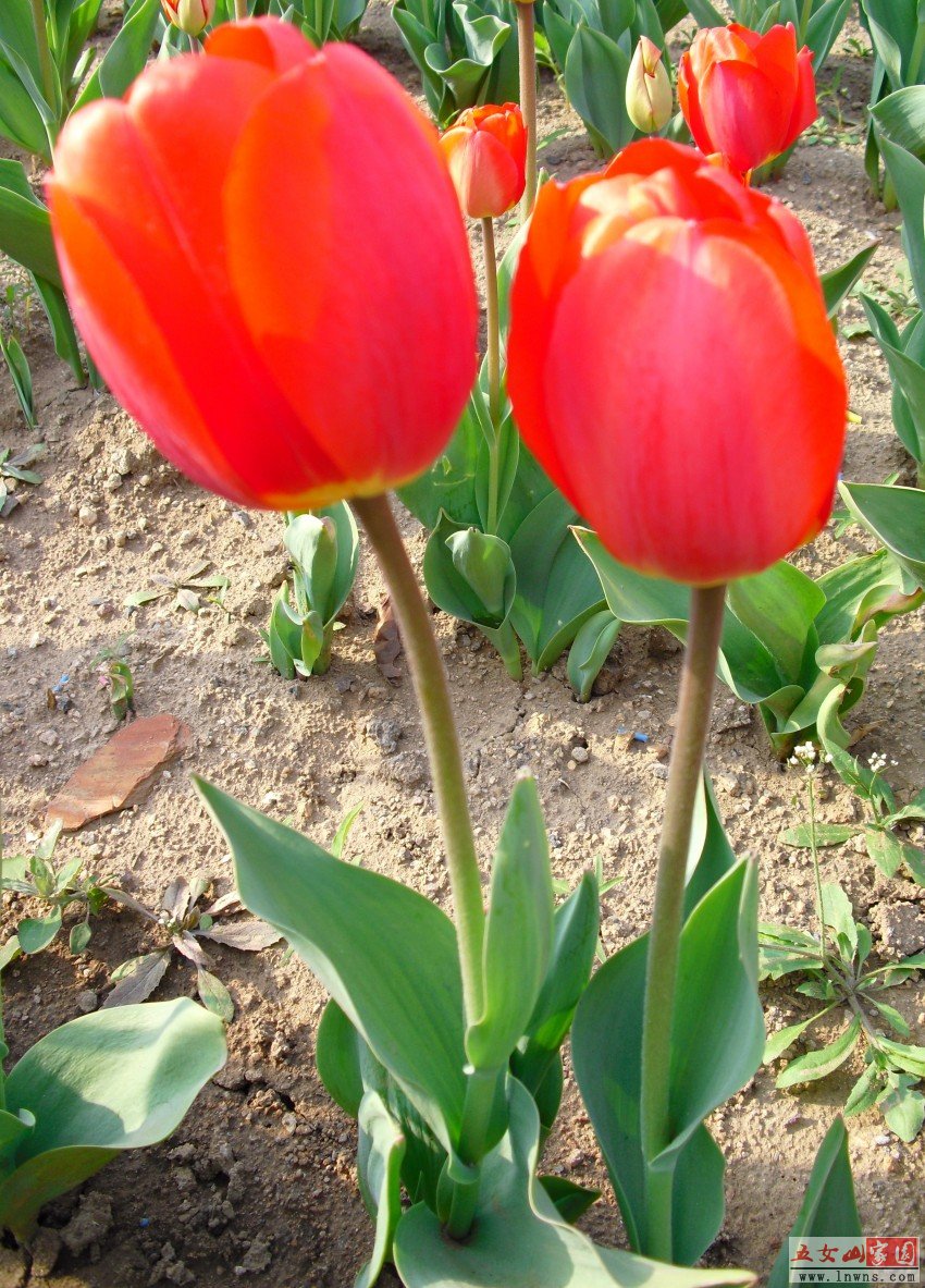 CIMG0887_conew1.jpg
