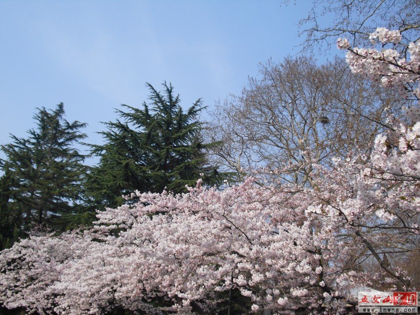CIMG0891_conew1.jpg