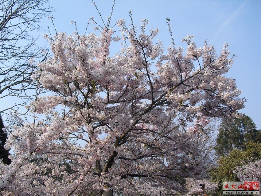 CIMG0893_conew1.jpg