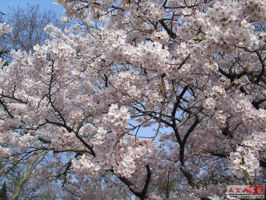 CIMG0892_conew1.jpg