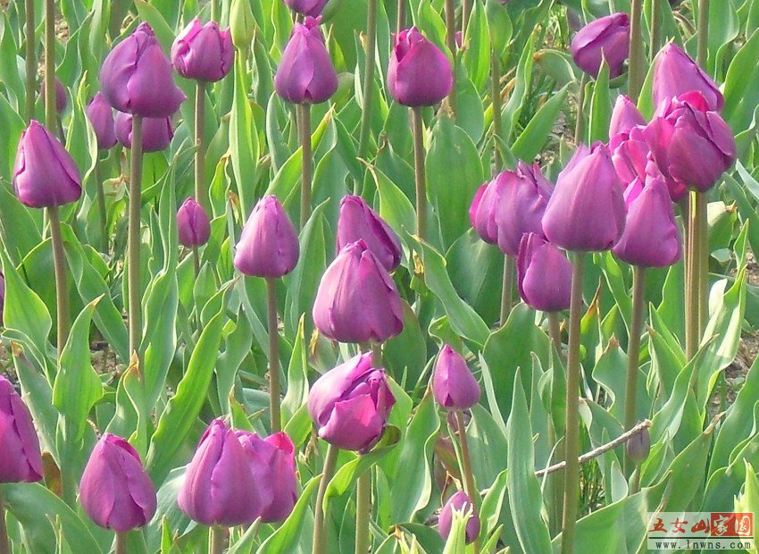 CIMG0898_conew1.jpg