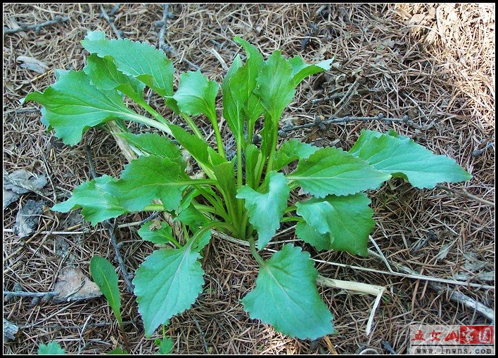 山生菜.jpg